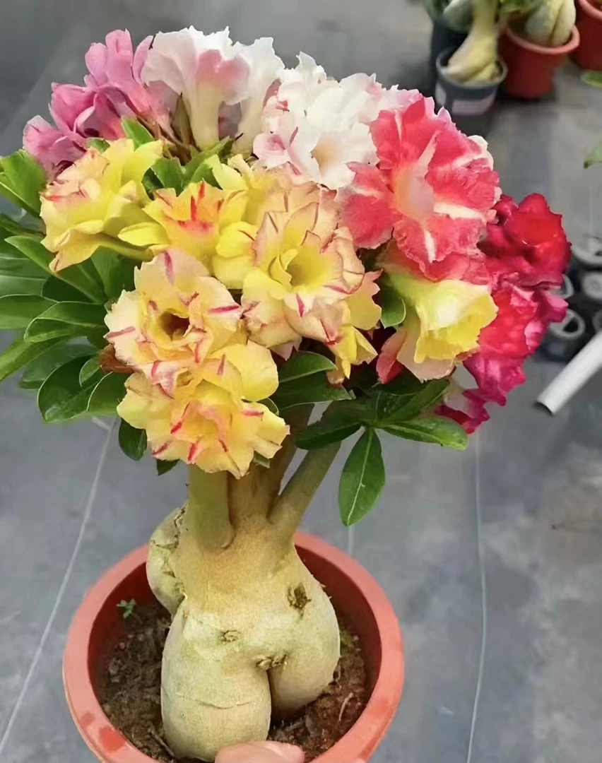 嫁接庭院沙漠玫瑰盆栽6年老桩四季开花好养室内阳台绿植盆景