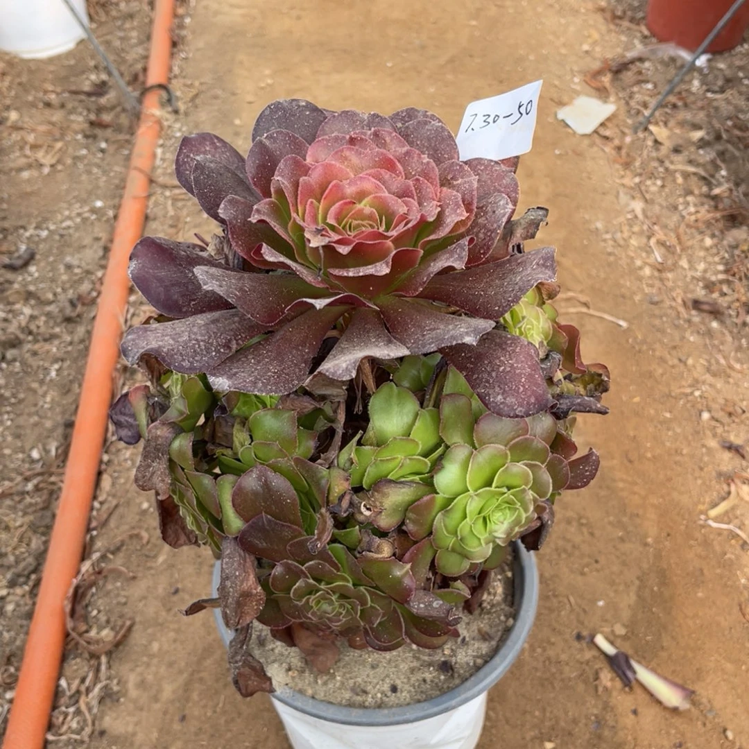 菲***儿7-30-50巫毒变异寄养