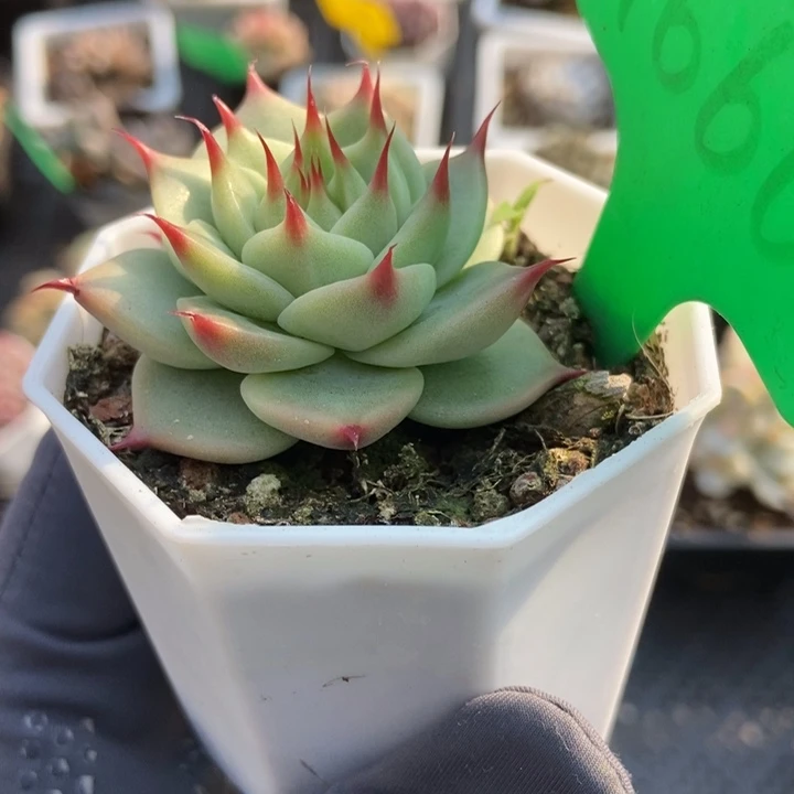 1660托丝卡多肉植物保护