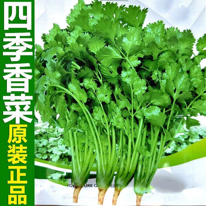 四季香菜籽四川芫荽种籽贵州言须种子早熟夏季耐热秋耐寒蔬菜种孑
