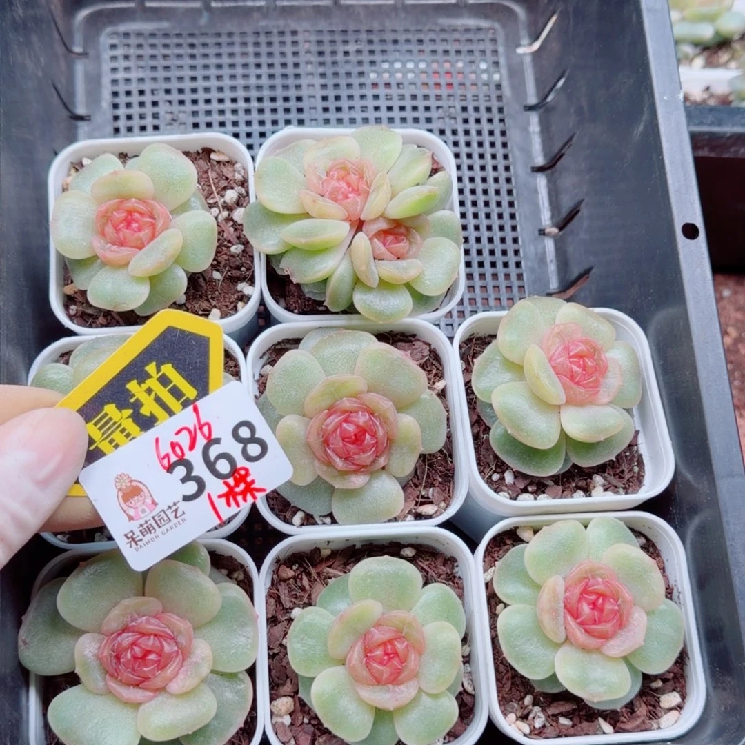 多肉植物多肉植物