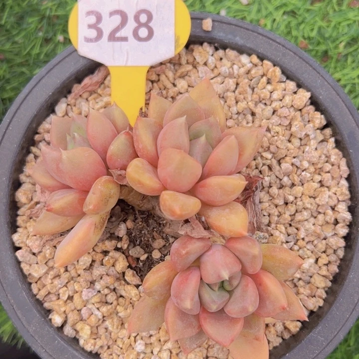 健健康康平平安安