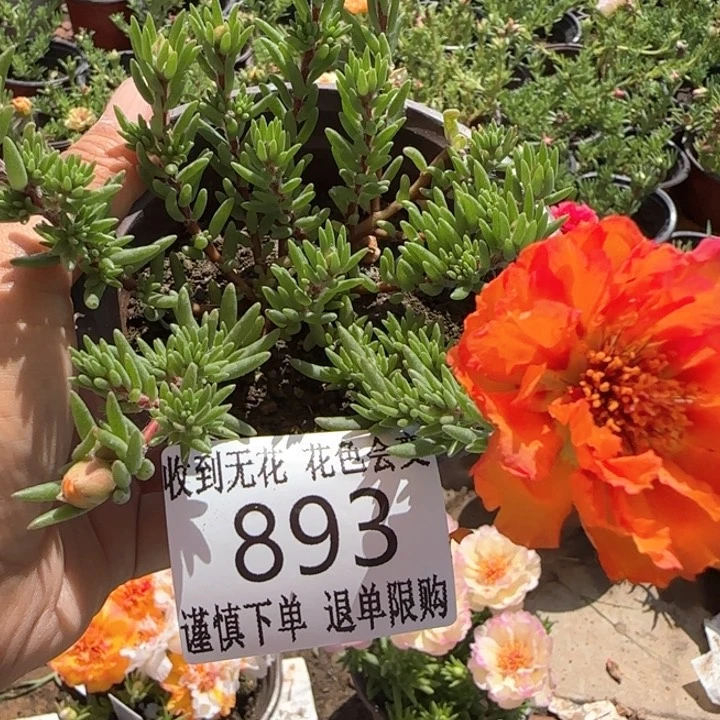 全部花朵893超小苗盆口10cm