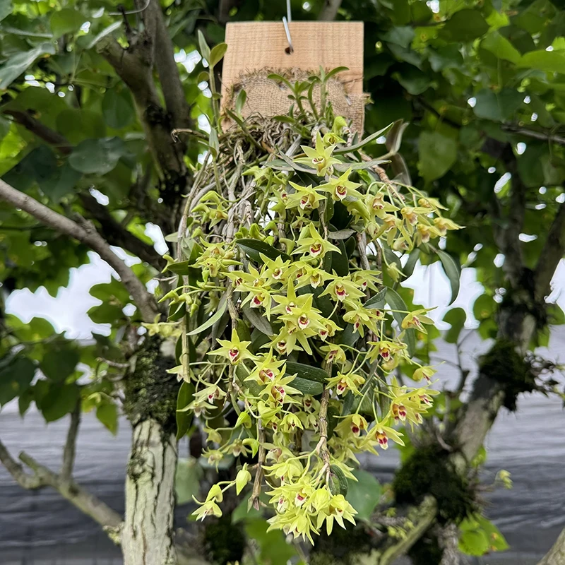 【铁皮石斛挂板】雁荡山铁皮石斛红杆软脚石斛兰种好基地直发花卉