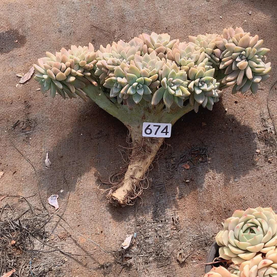 674淡雪缀 一物一拍多肉