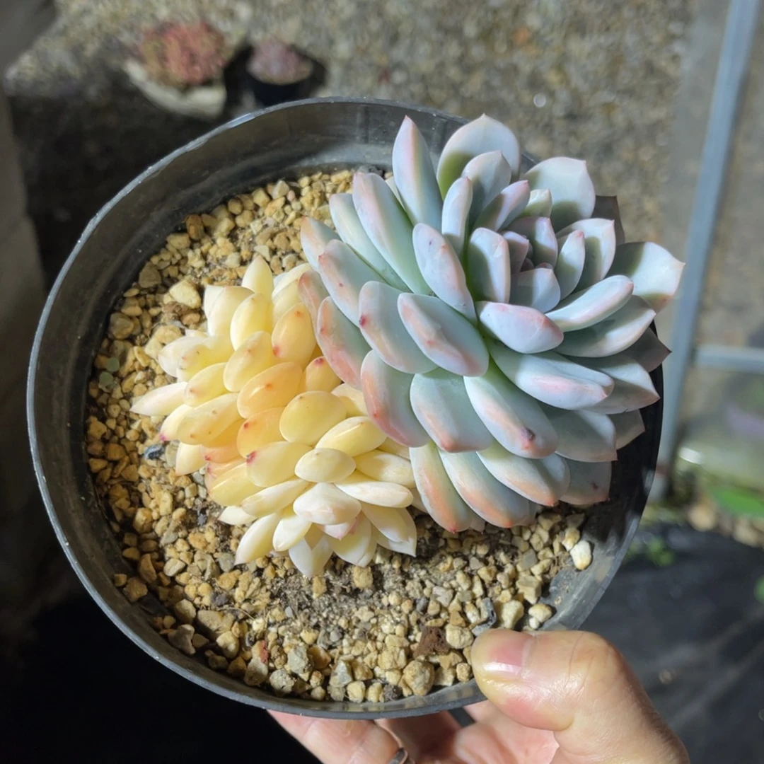 橙子锦 一物一拍不支持退换