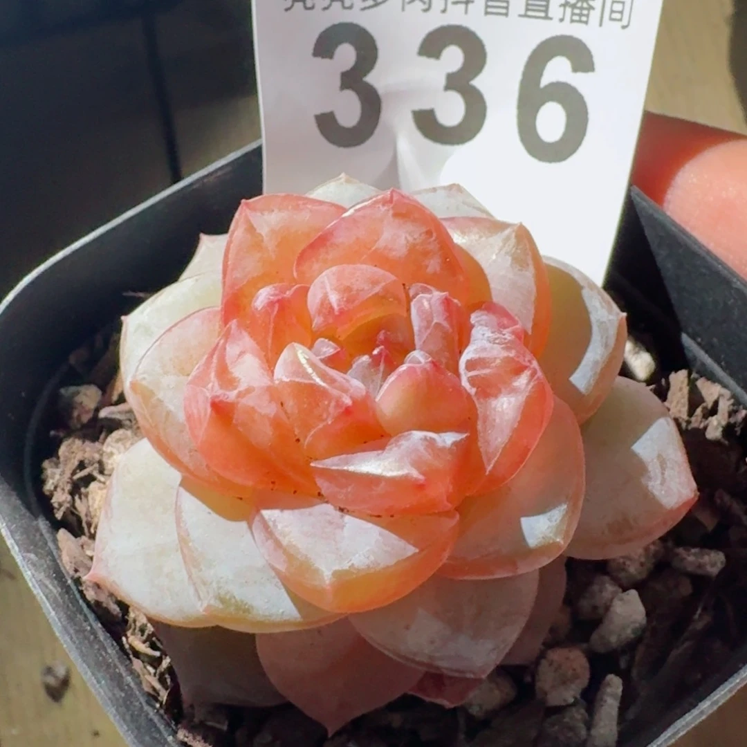 大石榴         精品多肉