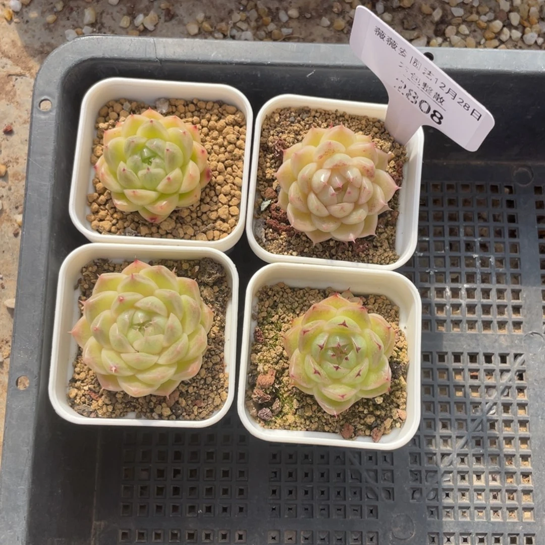 不包整散 盆子不售后2808