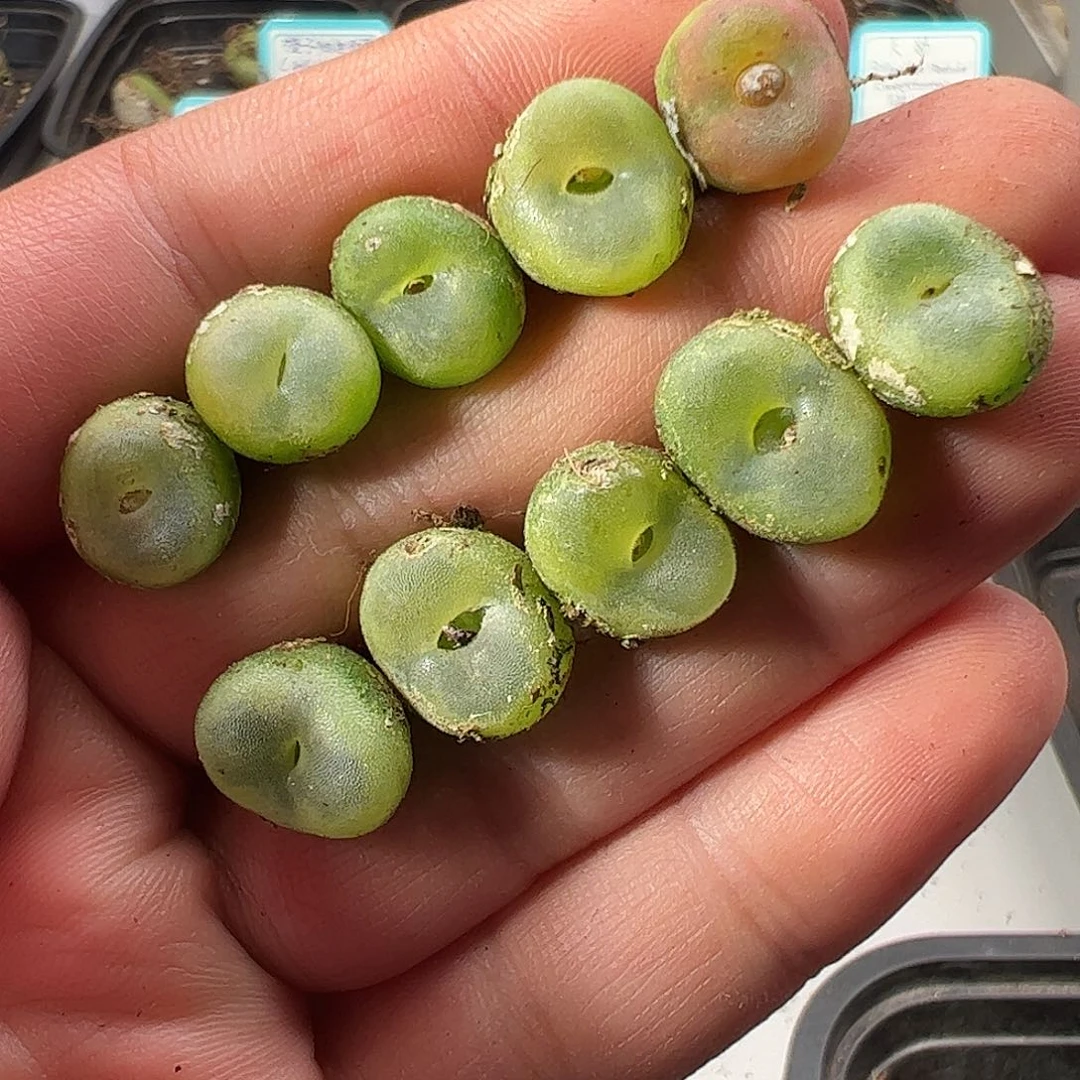 0000量拍芬妮水晶鞋10颗