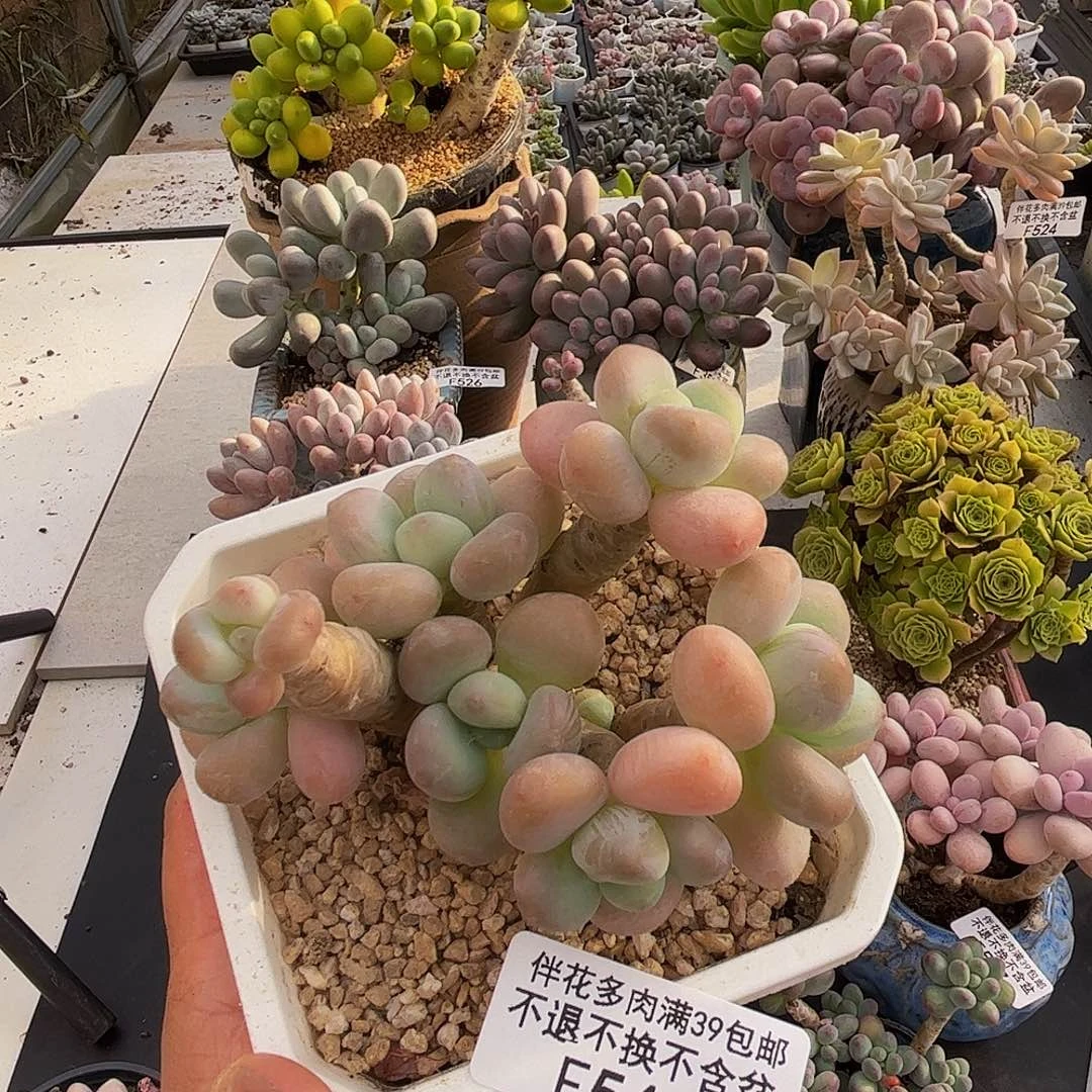 花朵洛神544/8cm多肉