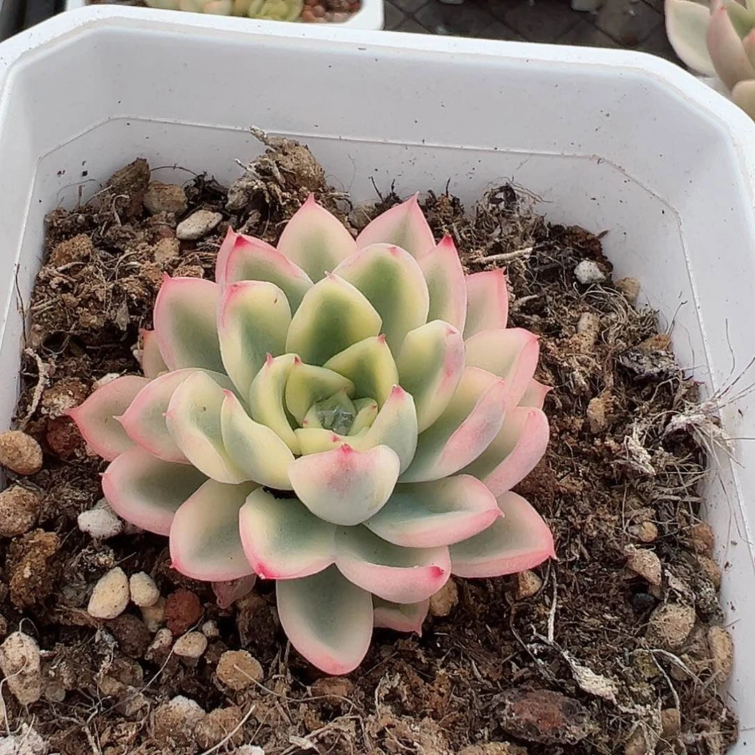 新圣骑兵锦，覆轮锦