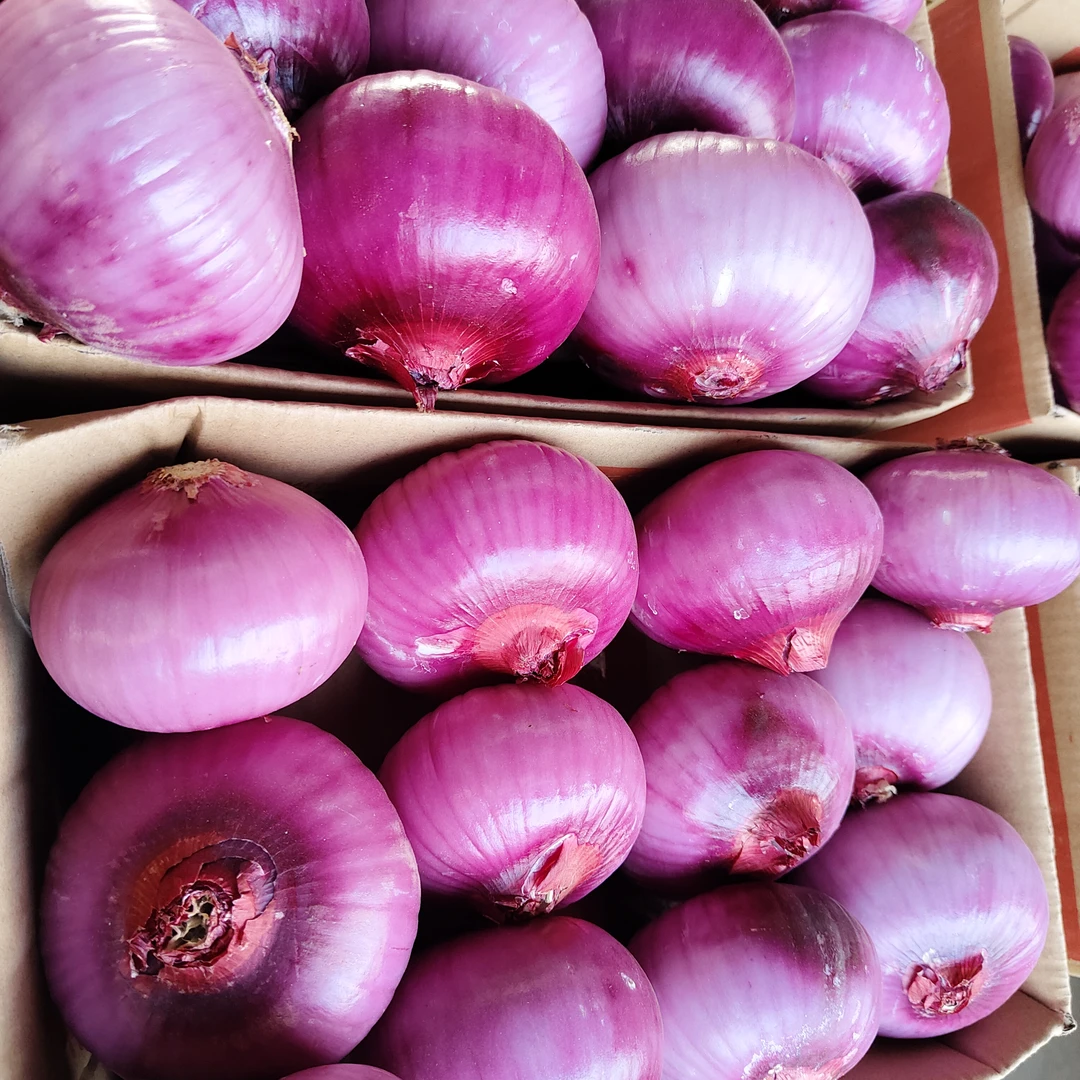 新鲜现挖紫皮洋葱可生吃炒菜凉拌的时令蔬菜九斤净重云南高山产物