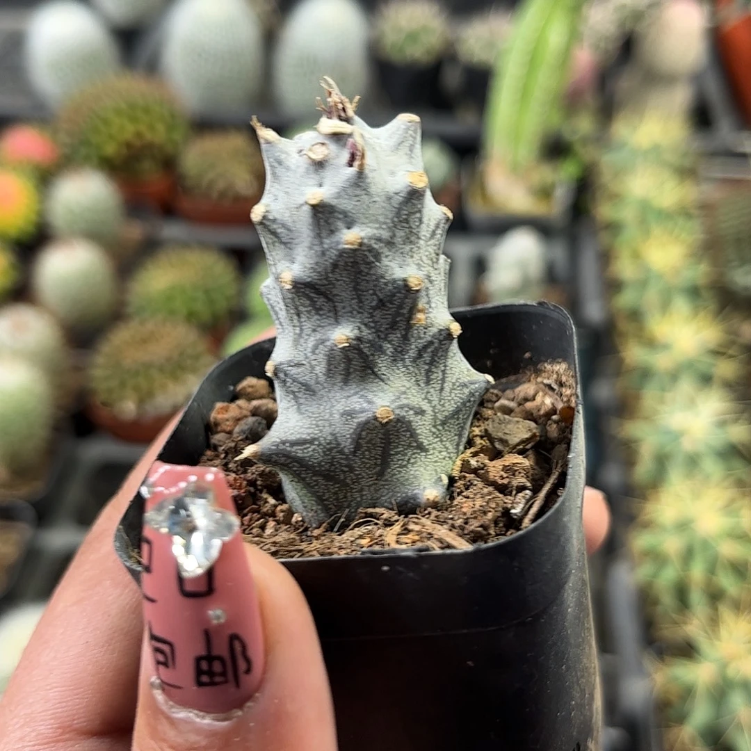 普西丽菊单头发货单头