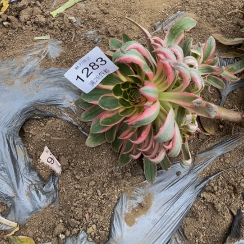 青莲多肉多肉1283