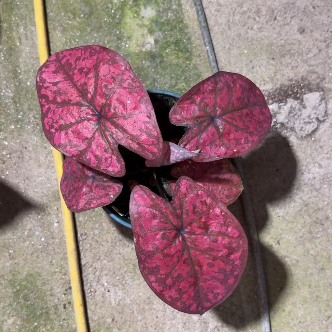 下播福利彩叶芋88-1209