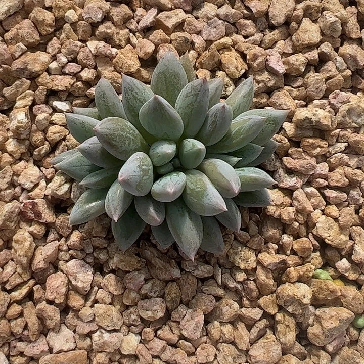 三头人鱼公主1111