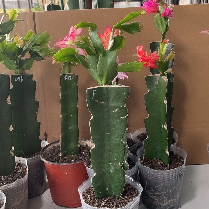 简***福当前无花栽培后可以开花费罗尼