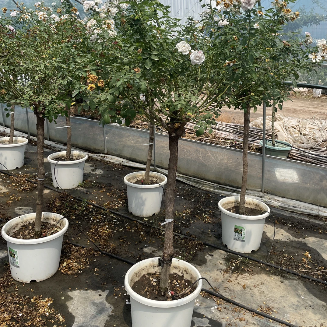 蓝色阴雨1.8米左右5公分左右粗嫁接棒棒糖原盆原土木架发货