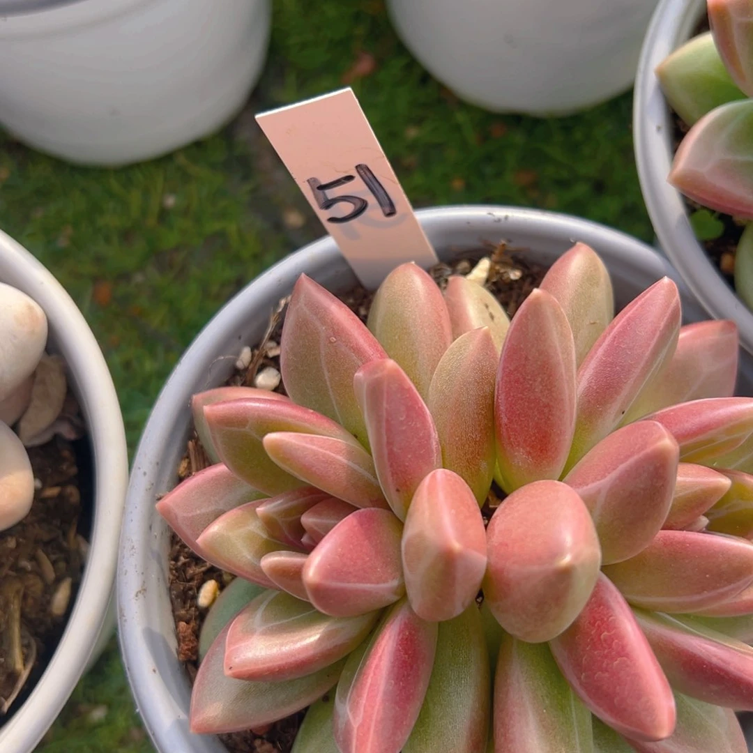 香玉等多种名贵的产品