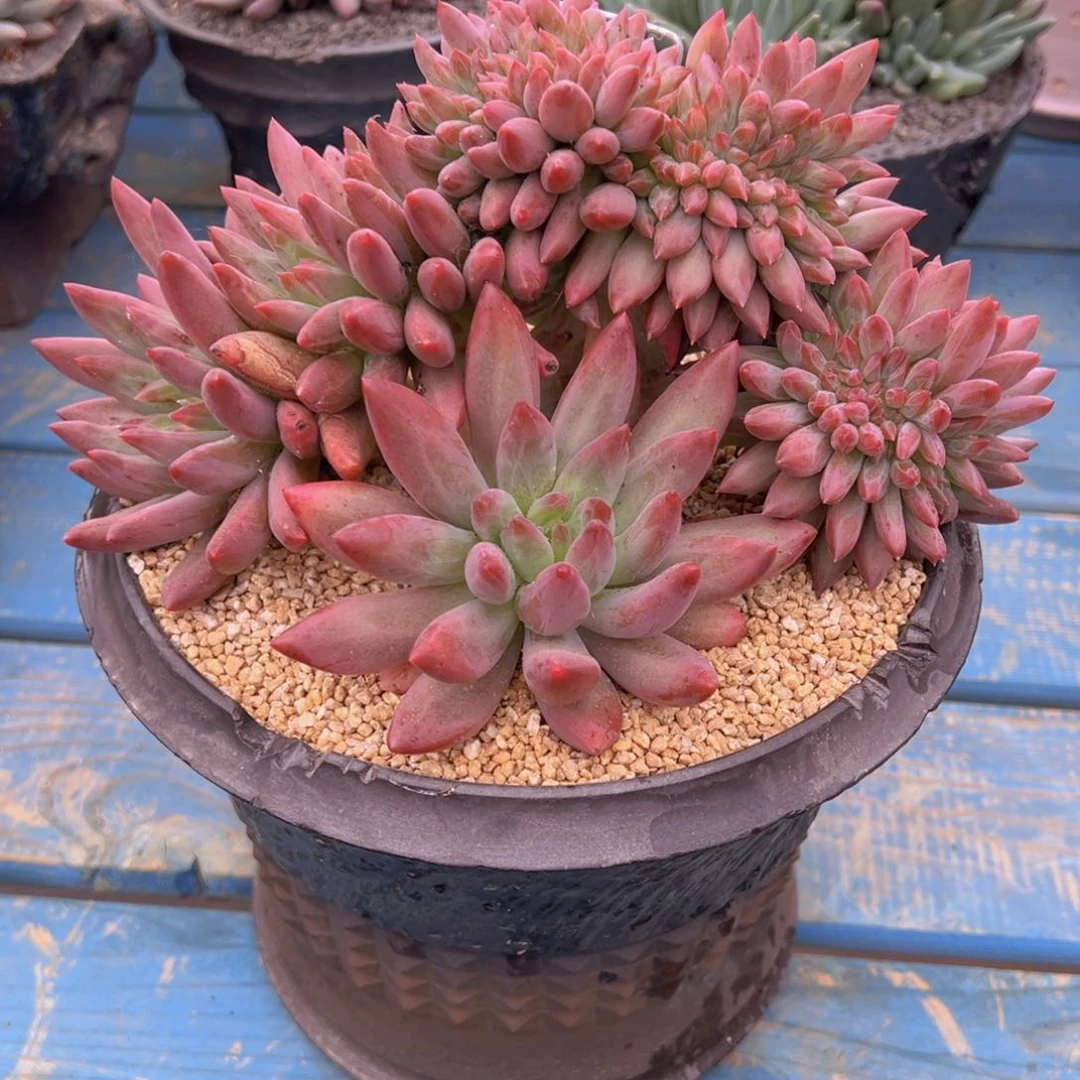 一物一拍多肉植物