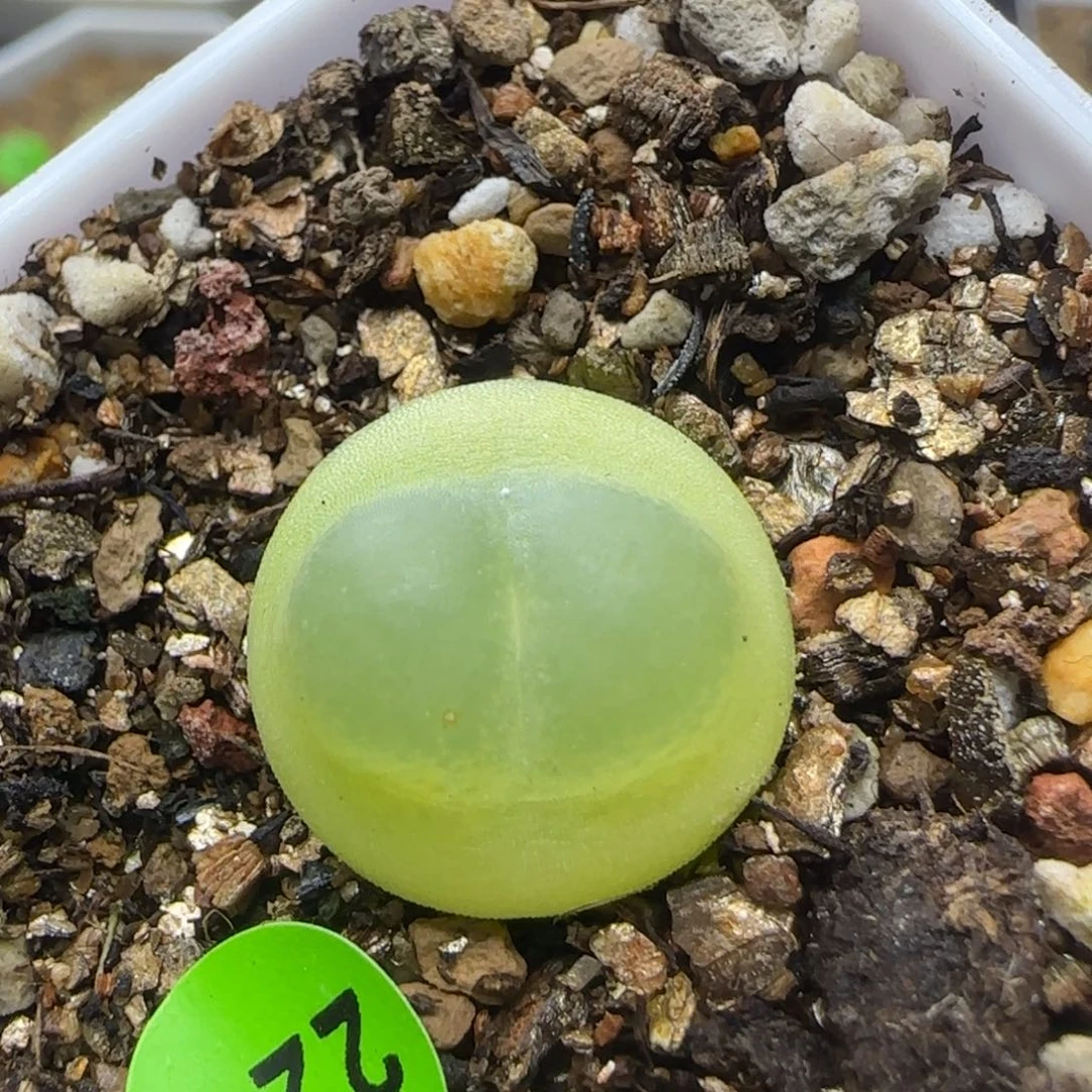 拉登漂亮多肉植物224