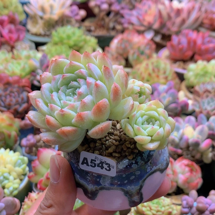 一物一拍含盆土满38包邮A543