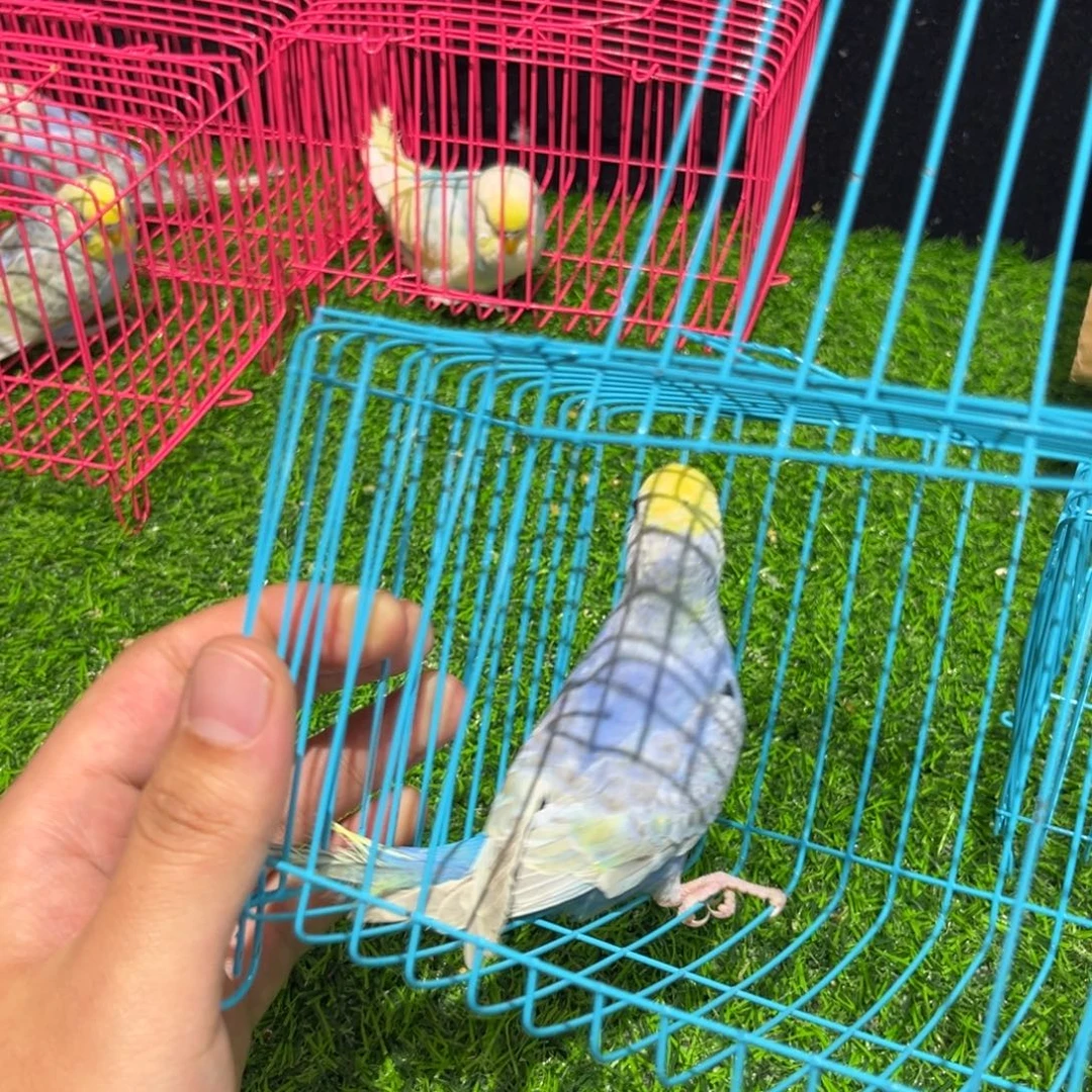 虎皮鹦鹉金彩虎皮鹦鹉一个，竞拍不退不换