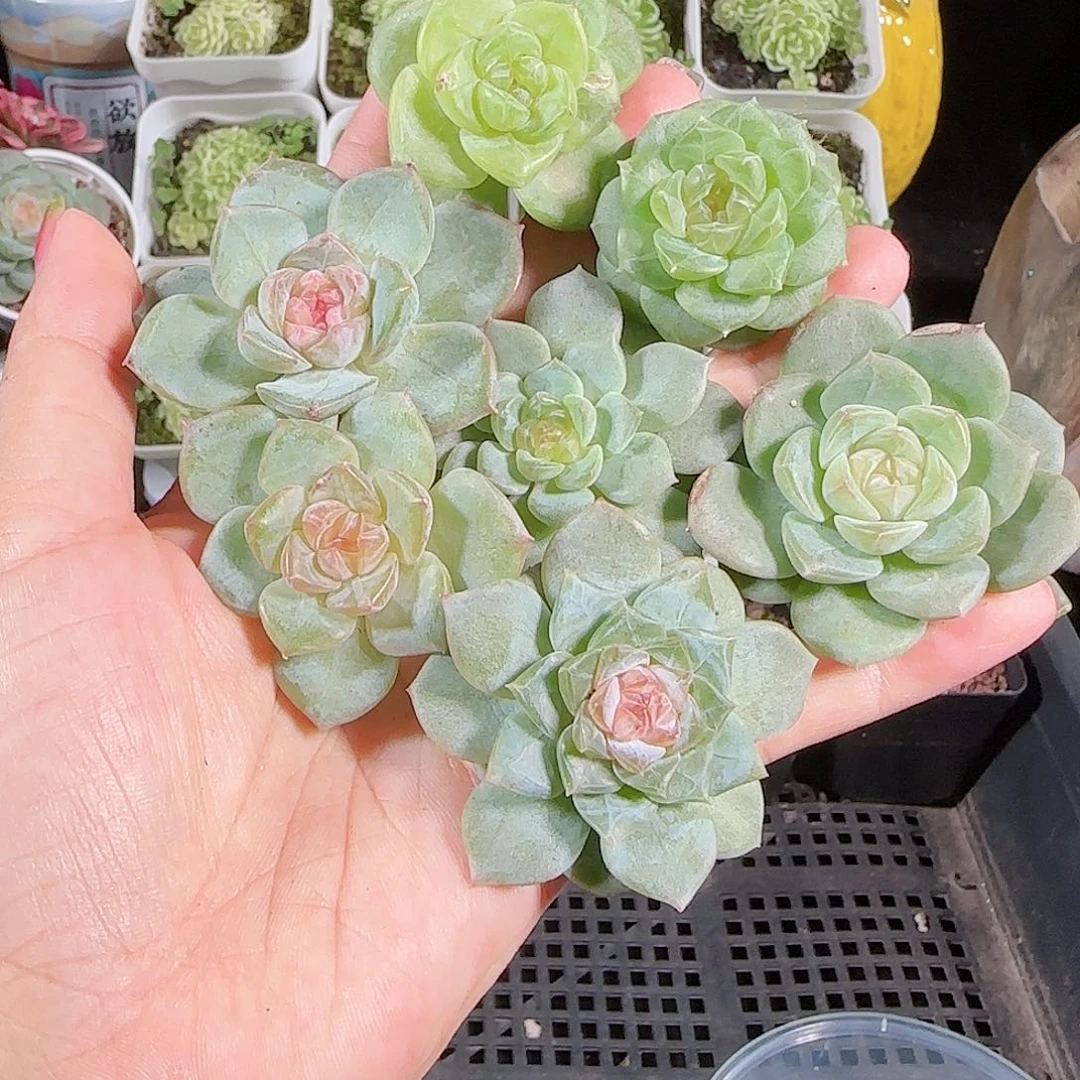0812---19.9糖心珍妮