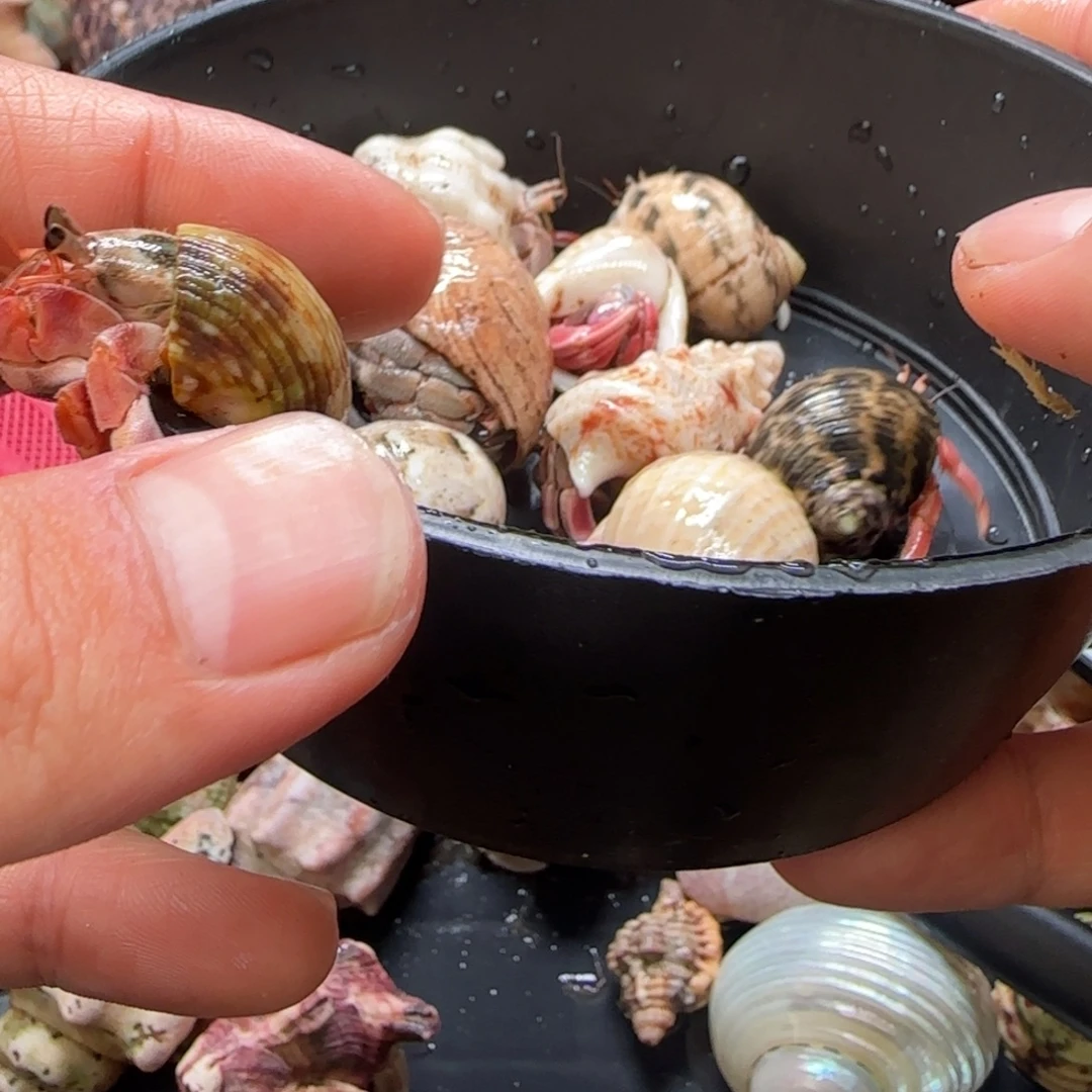 豆丁1份 10只包活5只