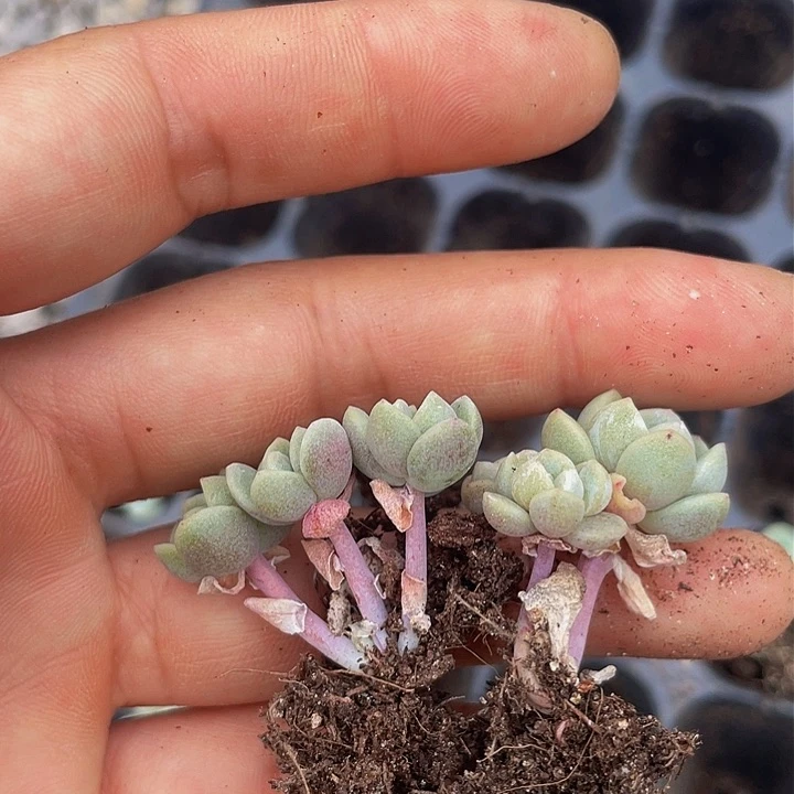 冰玉杆子小脸5元5颗满18包邮