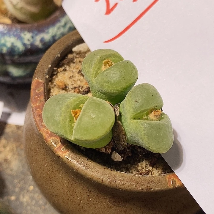 22360。   三头胖虎。