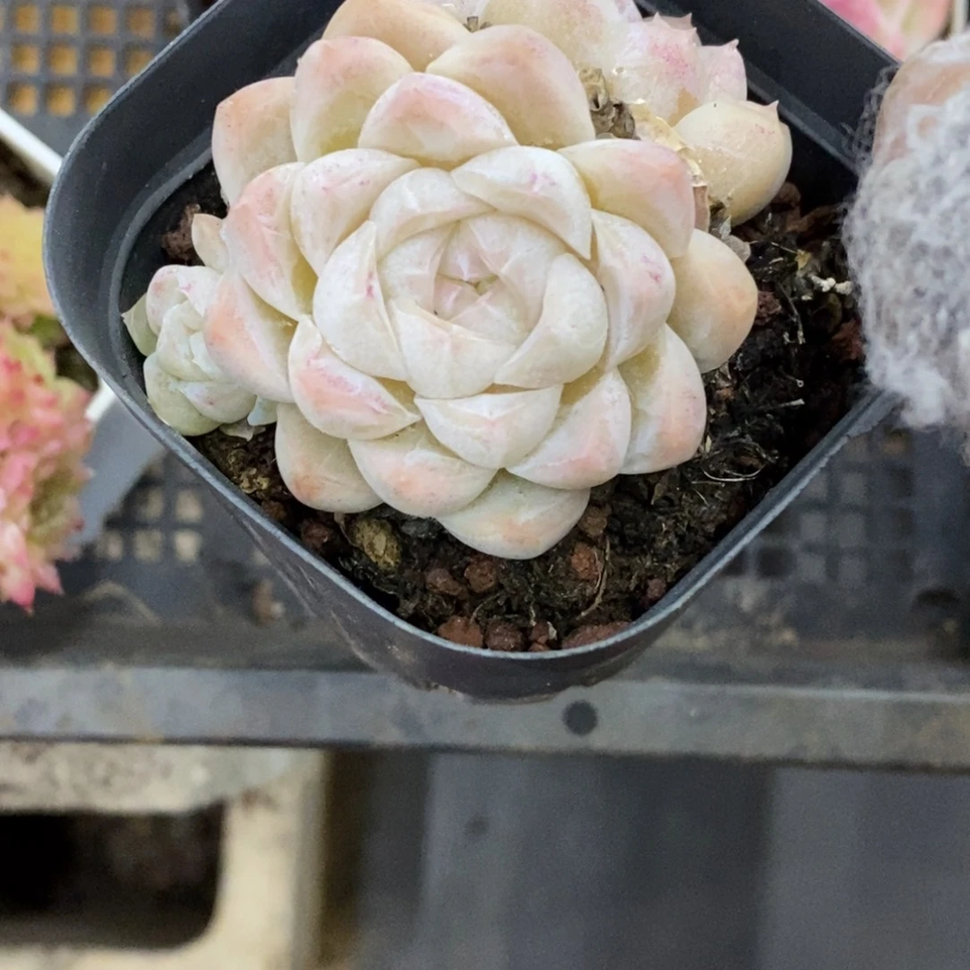 精品多肉一物物一拍不包整154