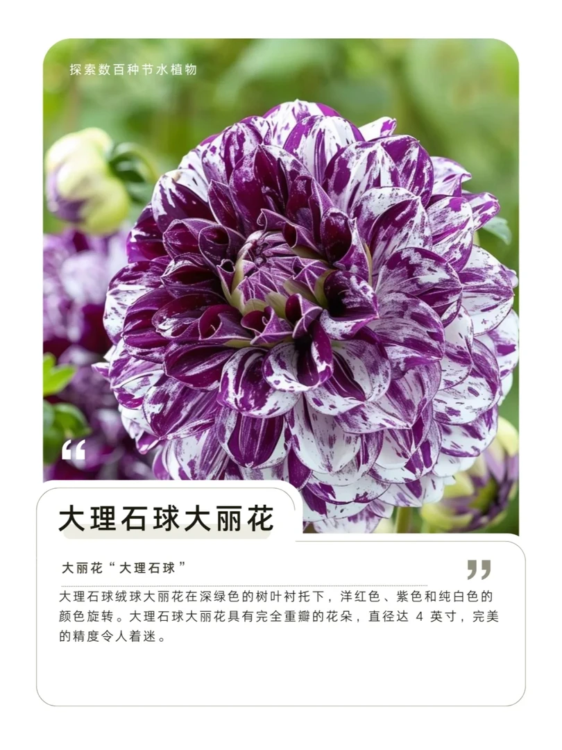 (大理石球)进口大丽花种球