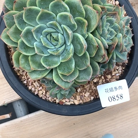 秋***歌0858一颗8888888888