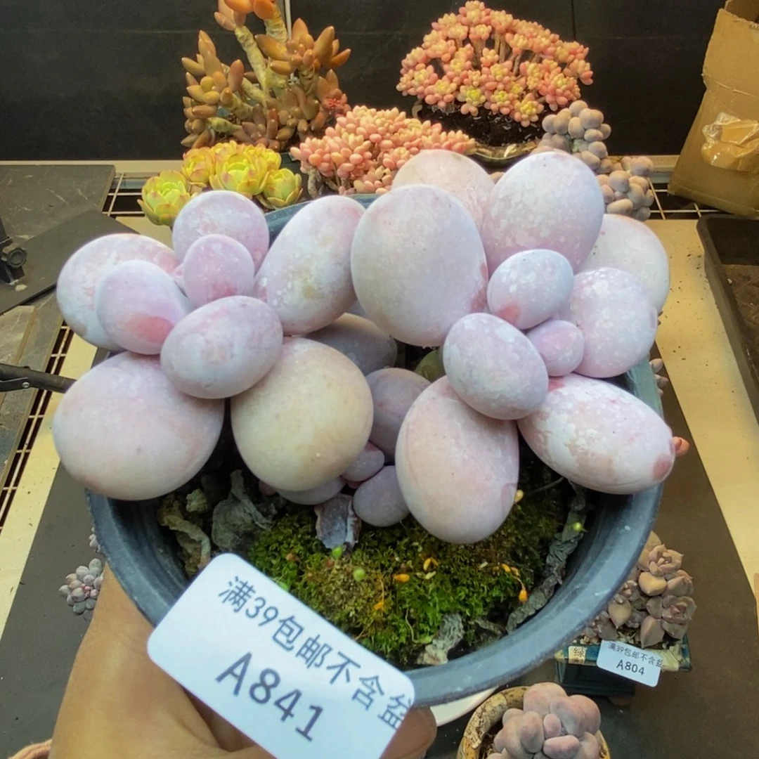 841水光针多肉8c m