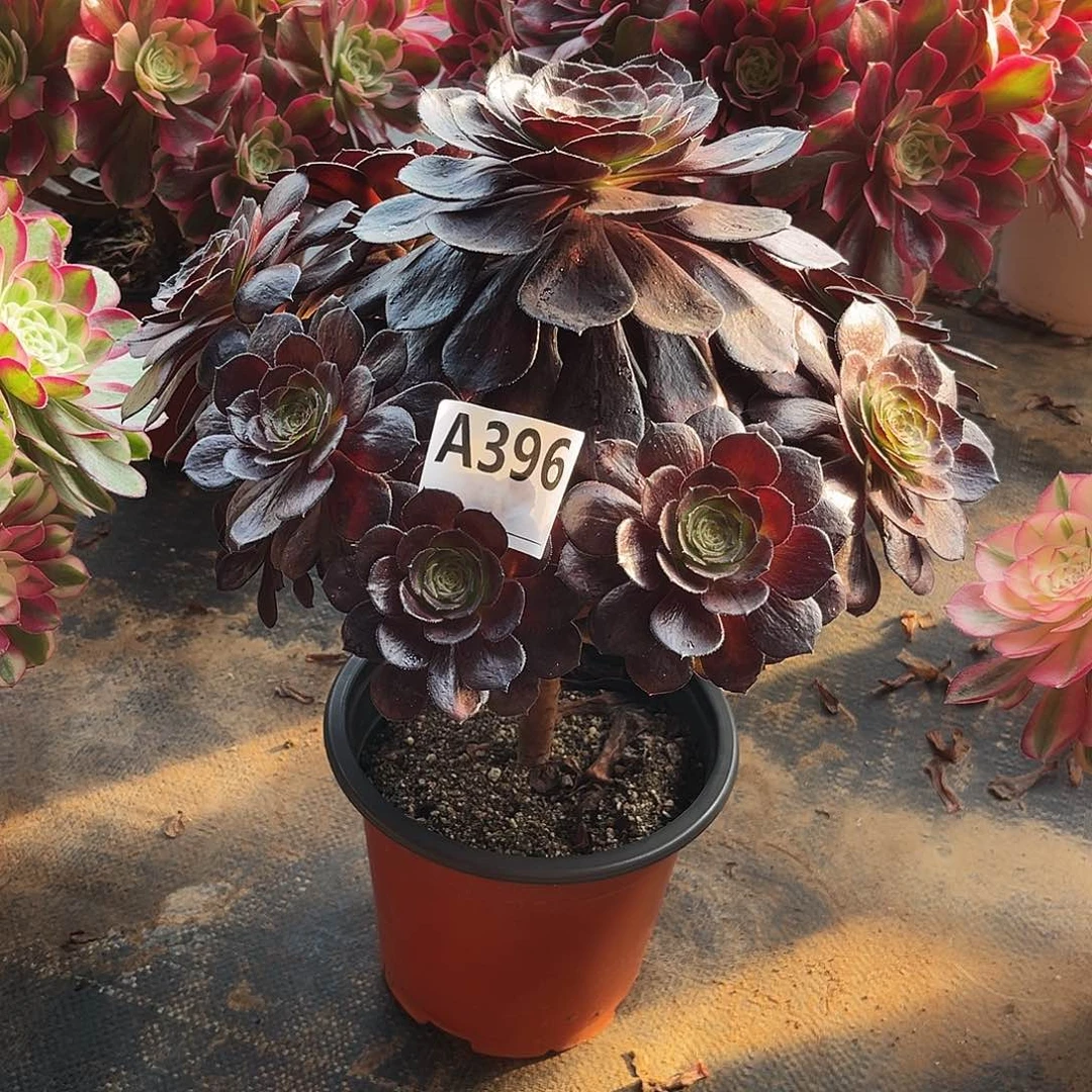 多肉植物黑美人396多肉