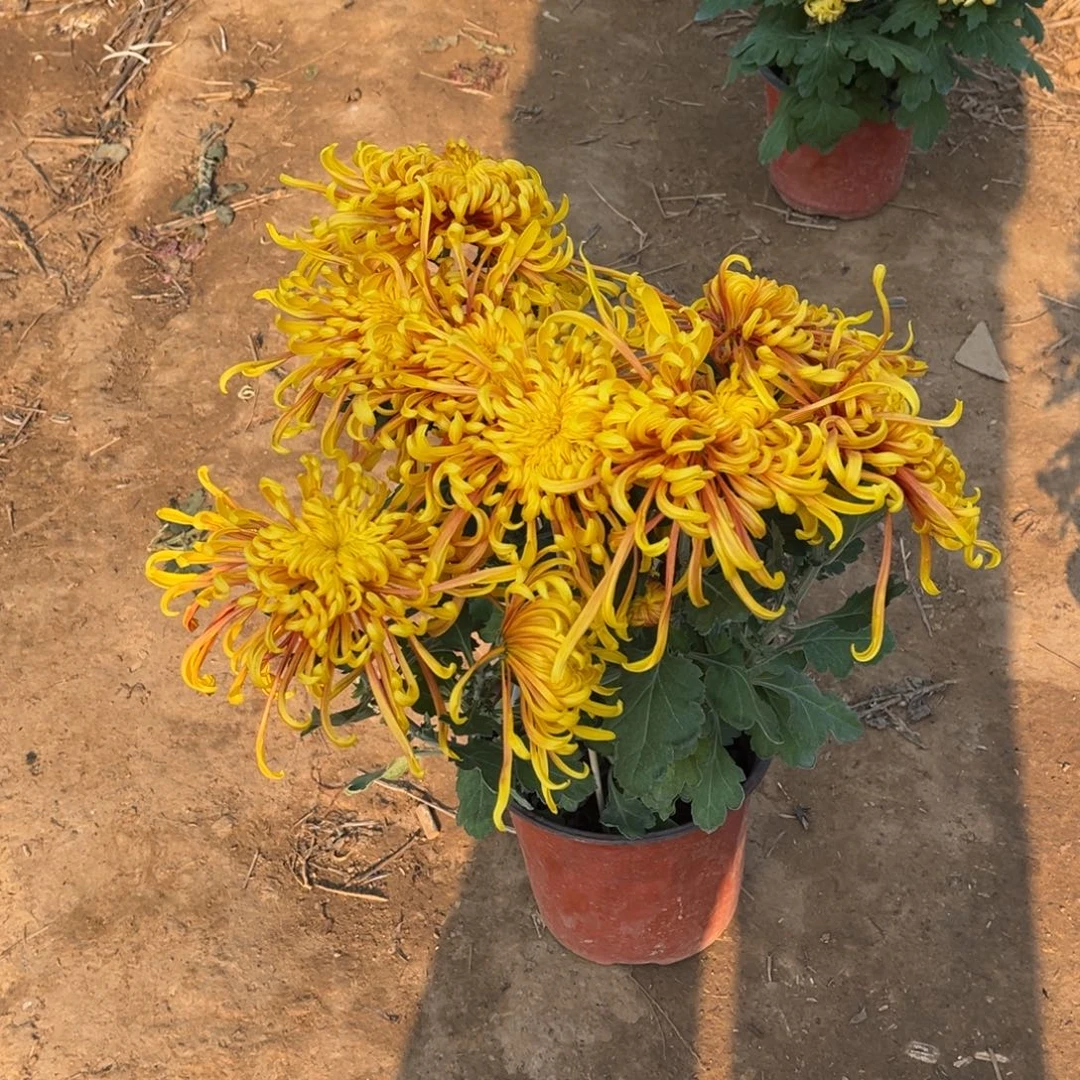 完全开放凤凰振羽原盆