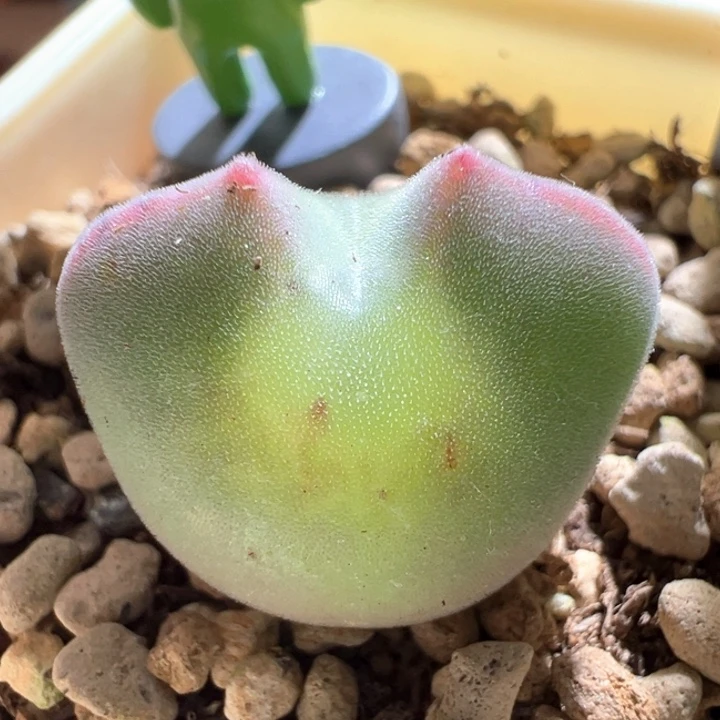 911。 青蛙种源优选三年大眼空蝉。  干疤福利。