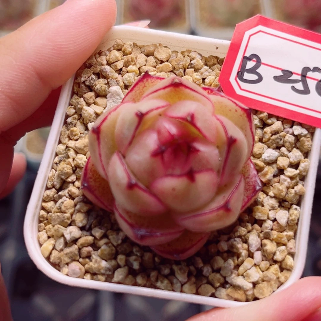 B250 一物一拍 玲珑系列珍妮