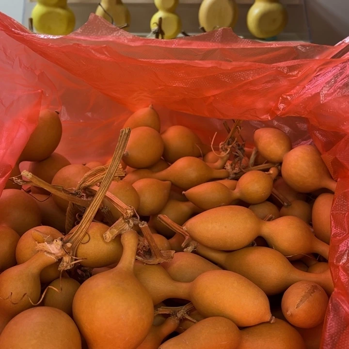 大蚂蚁厚皮葫芦葫芦