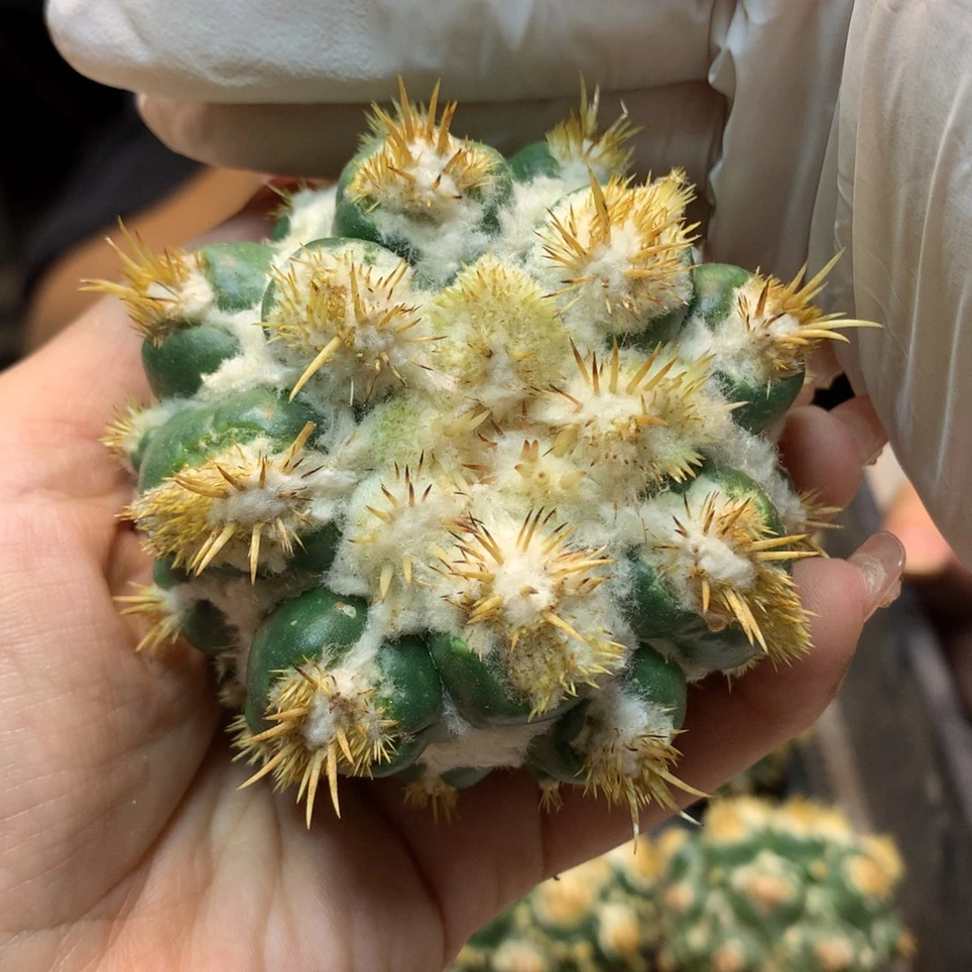 雪顶刺缀 象牙 6.5公分起发(无根)