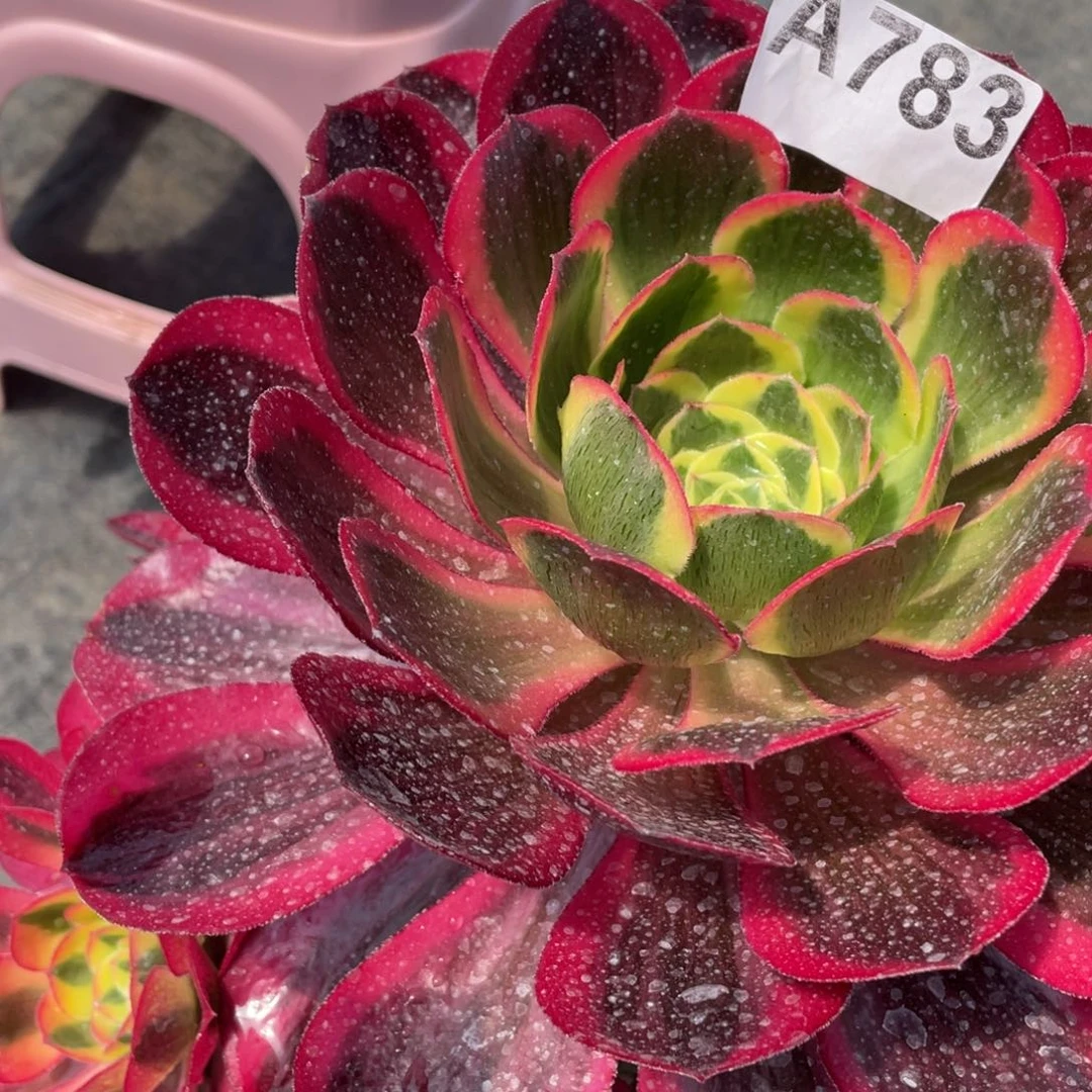 茶杯紫砂麝**?783粉v个好结局健康