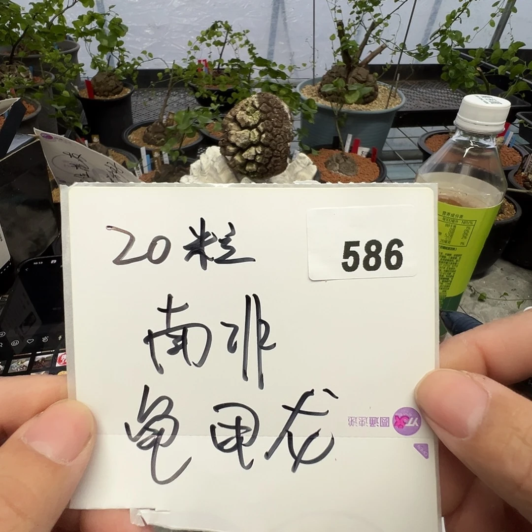 多肉植物专拍植物不退换 一物一拍 586