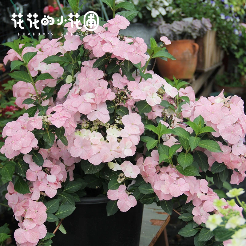 花花的小花圃落跑新娘粉色小苗盆栽垂枝爬藤绣球可调色耐寒品种