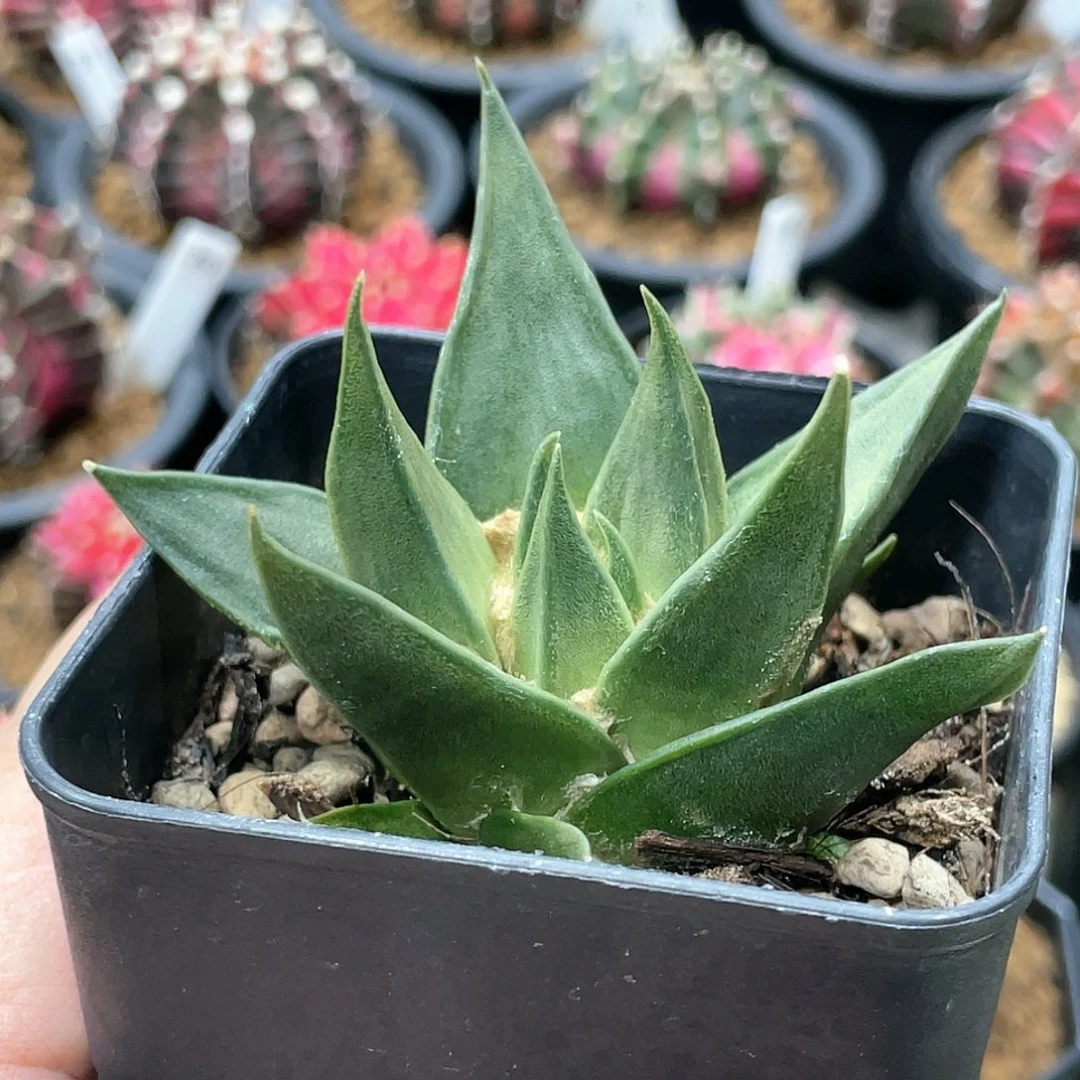 岩牡丹，实生龙牙