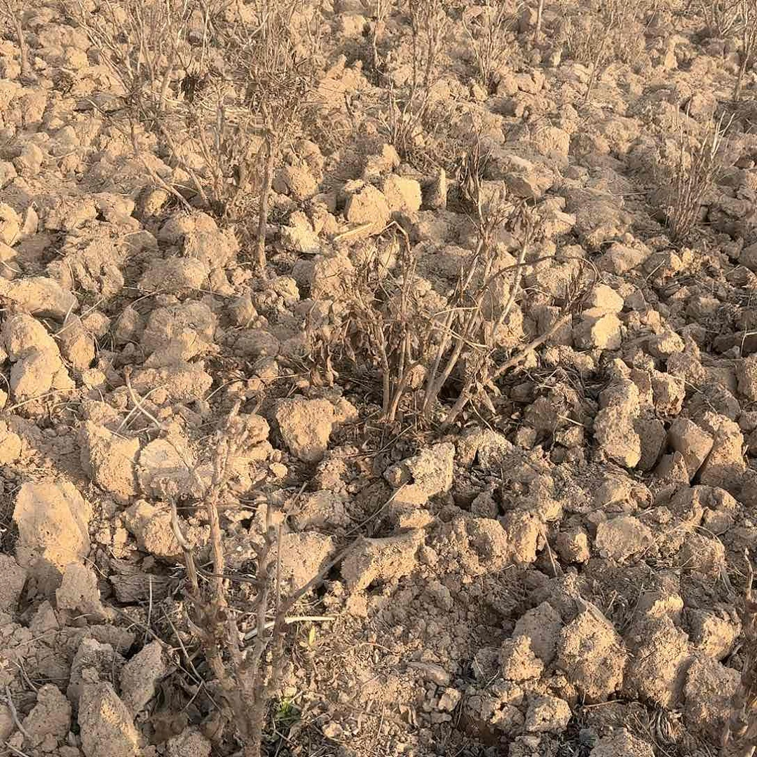 无花朵1111111111111