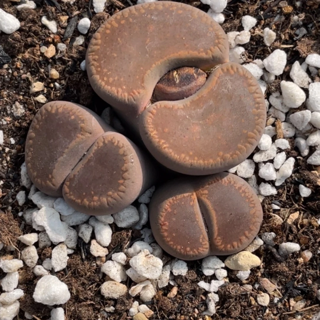 非偏远满20包邮667