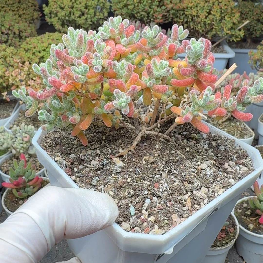 壹****219冰晶枝干一物一拍