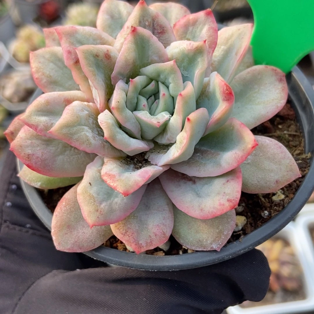 737石化泡泡纱多肉植物保护