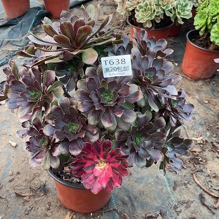 638晚霞多肉法师多肉